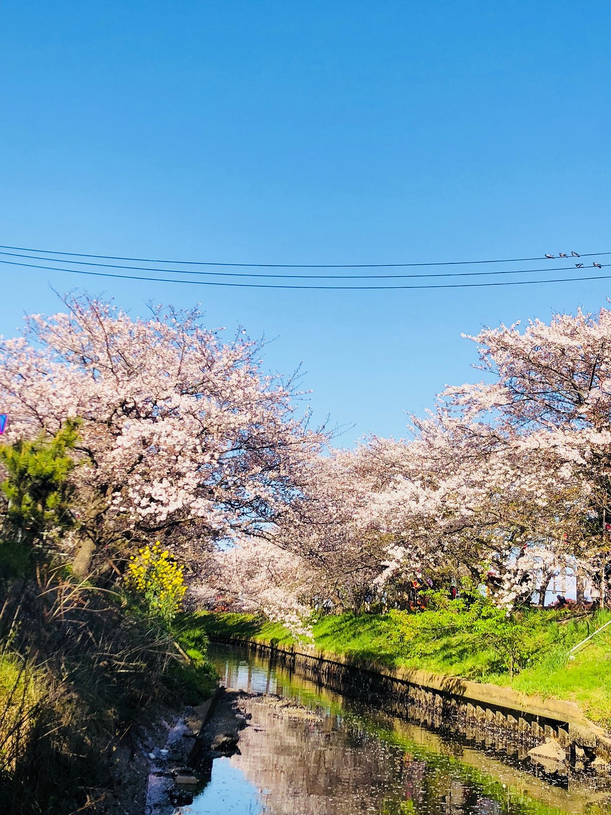 🐟 후나바시시 지방 도매시장(후나바시시 치호오로시우리이치바) 이미지 7